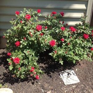 Meet your Posher, Robin